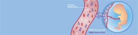 Cell Free DNA – NIPT – Εμβρυο