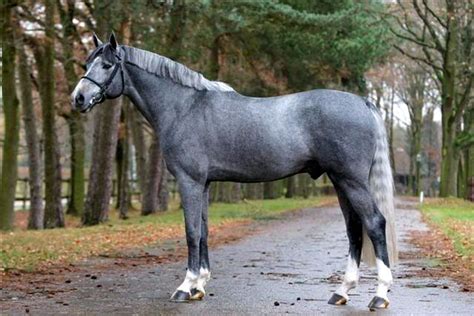 17 Warmblood Horse Breeds with Pictures - Equine Desire | Warmblood ...