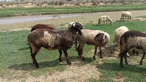 Fast Time Crossing Female//sheep Meeting Female// sheep Breeding#sheep ...