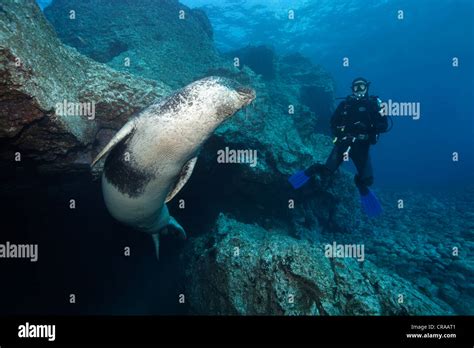 Mediterranean Monk Seal, (Monachus monachus), endangered species Stock Photo, Royalty Free Image ...