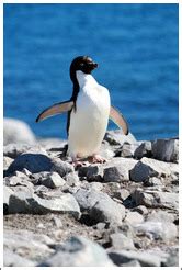 Parent and baby Gentoo Penguin. (Photo ID 16459-jouglapo)