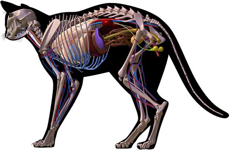 Cat Anatomy Human Body Anatomy Human Anatomy And Physiology Anatomy ...