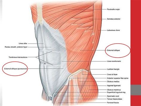 Aponeurosis Definition Anatomy - Anatomy Book