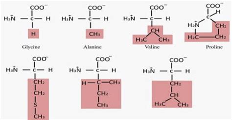 Science Scoop with Neha: AMINOACIDS, STRUCTURE AND CLASSIFICATION