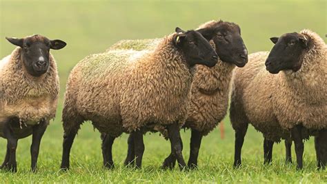 Benefits of winter sheep grazing for silage performance - Farmers Weekly