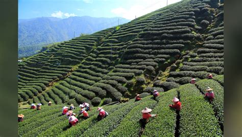 Visit these stunning Tea Gardens in Darjeeling | NewsTrack English 1