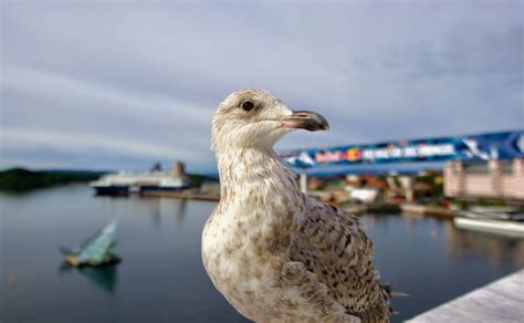 Glaucous Gull Facts: Identification, Diet, Migration Info etc ...