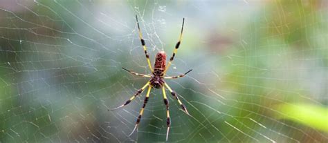 Are Golden Silk Spiders in Florida Dangerous?