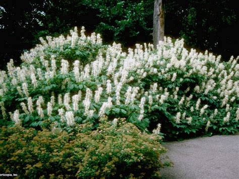 Flowering Shrubs for Shade Gardens | HGTV