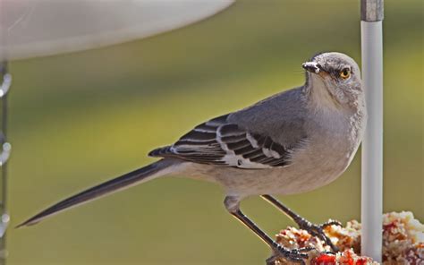 Northern Mockingbird - FeederWatch