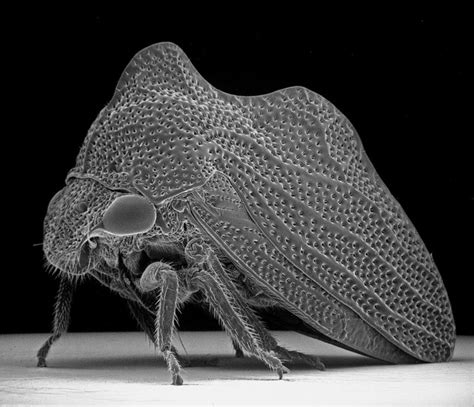 Insect Photography with Electron Microscope – Fubiz Media