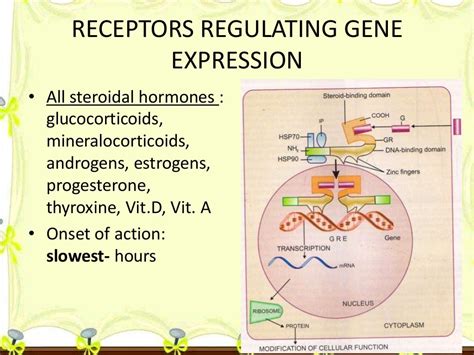 Mechanism of drug action