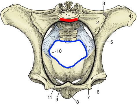 Pelvic Cavity Boundaries