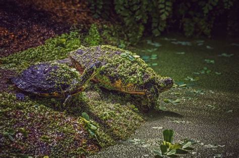 Turtle camouflage by Jobo | Tortugas