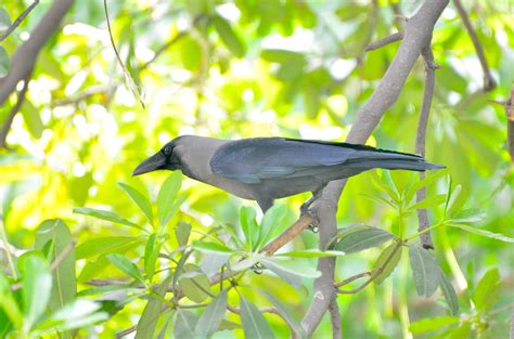 Some common birds of India - A Letter from Kabwata