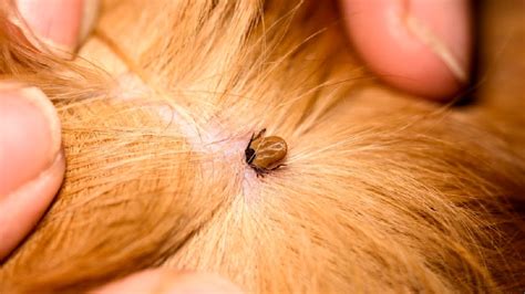 Lyme Disease in Dogs: Symptoms, Treatment, and Prevention