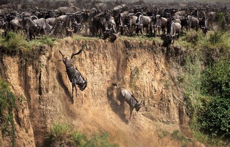 Wildebeest Herd in Masai Mara, Kenya during Daylight Stock Image ...