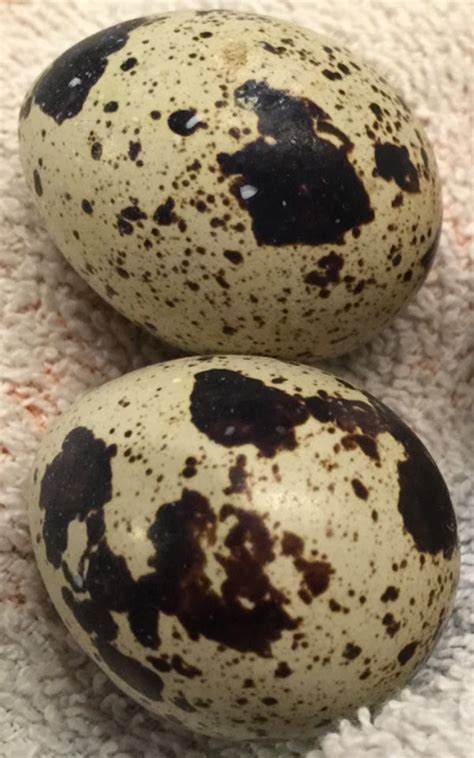 Hatching Quail Eggs: Simple Steps For Beginners