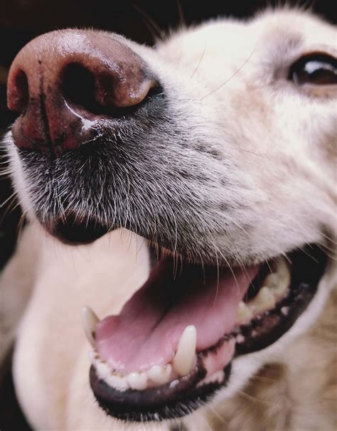 Dog Chattering Teeth. Should You Be Worried? - Pupster Passion