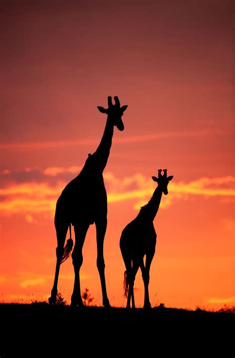 Giraffe Sunset – GDT Prints