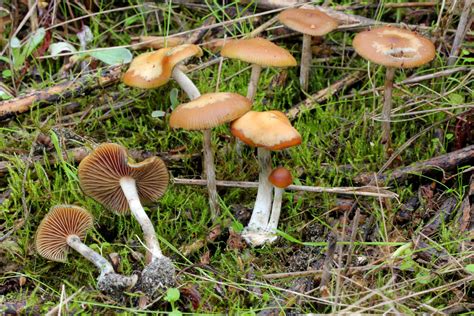 Discover the Many Types of Psilocybin Magic Mushrooms