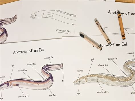 Anatomy of Eel Homeschool Resources Nature School Ocean Study Printable ...