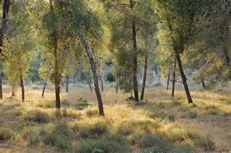 Forest in the mountains of Israel, near Jerusalem | Stock Photo | Colourbox