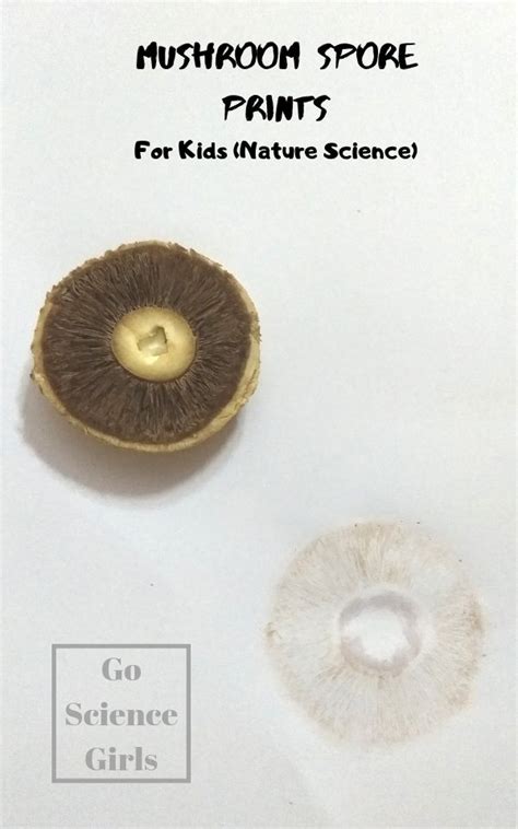 Spore Printing with Mushroom – Botany Lesson with Fungi - Go Science Girls