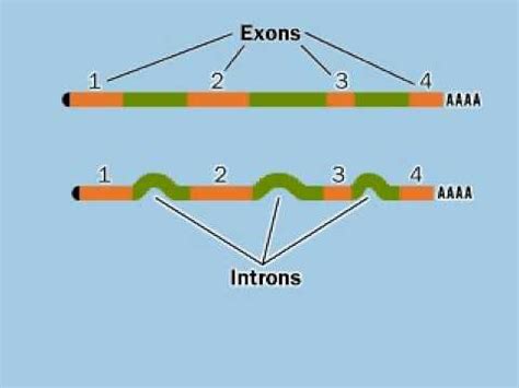 Exon, Intron and Splicing.flv - YouTube