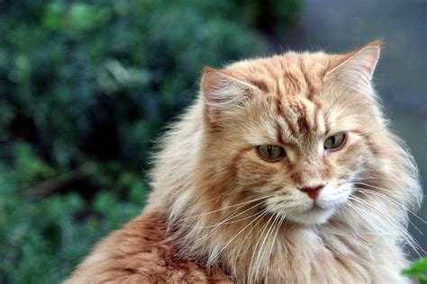 Do Maine Coons Have Small Heads at Hazel Bush blog