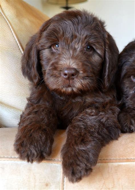 Golden Gate Labradoodles: Authentic Australian Labradoodles: "Just Minding Our Own Business ...