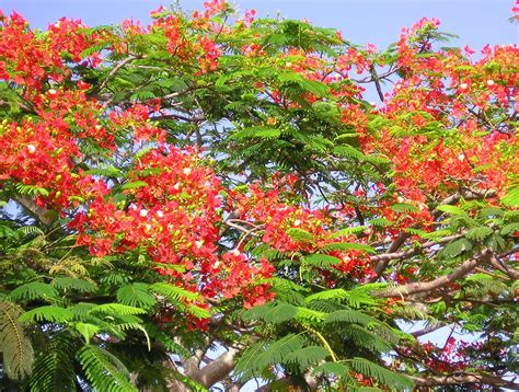 Royal poinciana | Flowering Tree, Tropical, Evergreen | Britannica