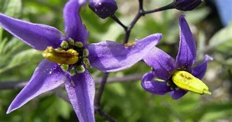 Beware The Deadly Nightshade, The Beautiful Plant That Can Kill You