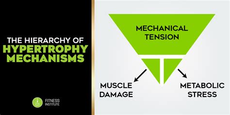 Hypertrophy Mechanisms: Part 1 - Clean Health