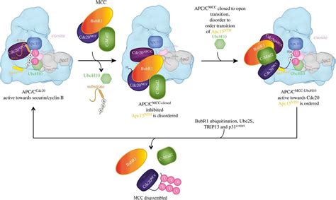 Visualizing the complex functions and mechanisms of the anaphase promoting complex/cyclosome ...