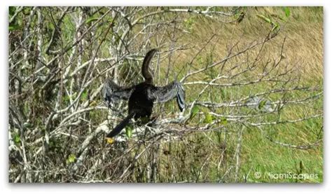 Everglades Pictures: Anhinga Trail