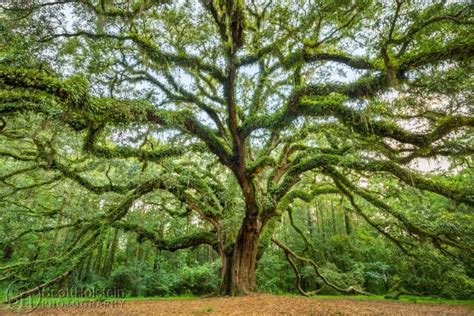 Lichgate Oak Tree at Lichgate on High Road, a Southern Live Oak - Landscape Photography