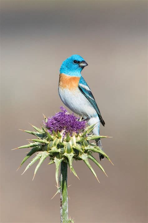 Lazuli Bunting – anewscafe.com