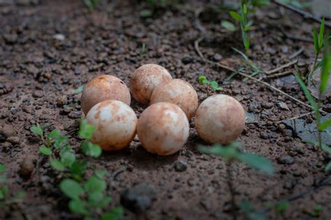 Complete Guide To Taking Care Of Snapping Turtle Eggs - PetDT