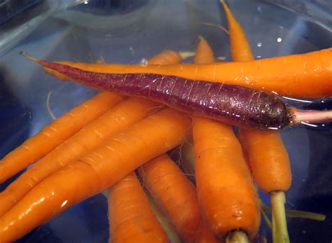 WTF are purple carrots and where did they come from? | Popular Science