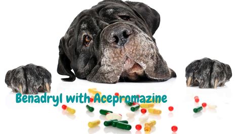 Can I Give My Dog Benadryl with Acepromazine? - Quick Answer