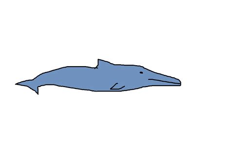 Yangtze River Dolphin | Species Wiki | Fandom