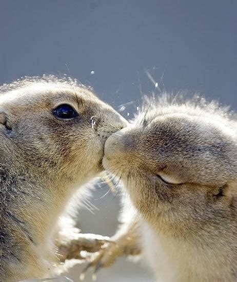 22 Adorable Animal Kisses (PICTURES) | HuffPost UK