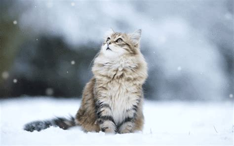 cats in the snow cat in the snow gif | WiffleGif