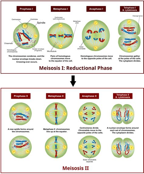 Cell Division | Biology OER | Page 3