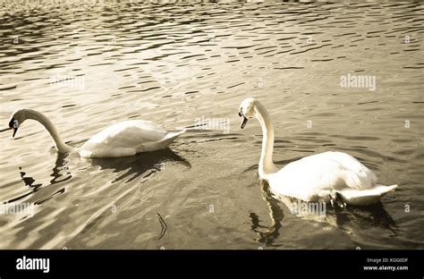 two swans on a lake 2 Stock Photo - Alamy