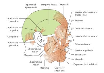 Depressor Anguli Oris – Earth's Lab