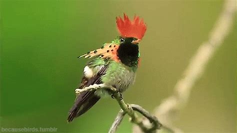 ratak-monodosico: The magical Tufted Coquette! This beautiful hummingbird can be found sipping ...