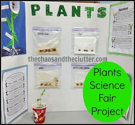 Plants Science Fair Project | Plant science fair projects, Science fair ...