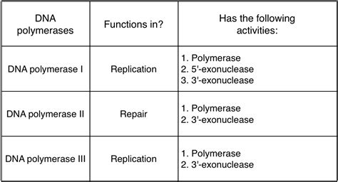 DNA polymerases